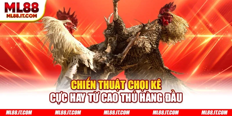 Chiến thuật chọi kê cực hay từ cao thủ hàng đầu
