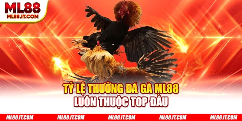 Tỷ lệ thưởng đá gà ML88 luôn thuộc top đầu