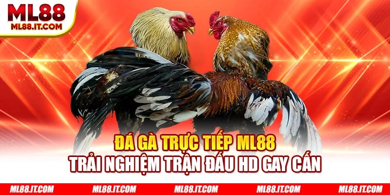 Đá gà trực tiếp